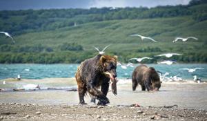 Russland | Kamtschatka - Das Bärenparadies am Kurilensee zu Fuß entdecken